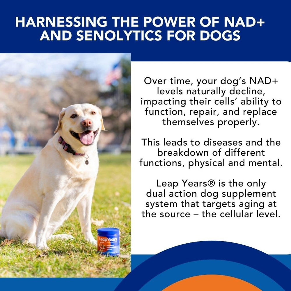 Leap Years Soft Chew soft-chews close-up, easy administration for dogs.