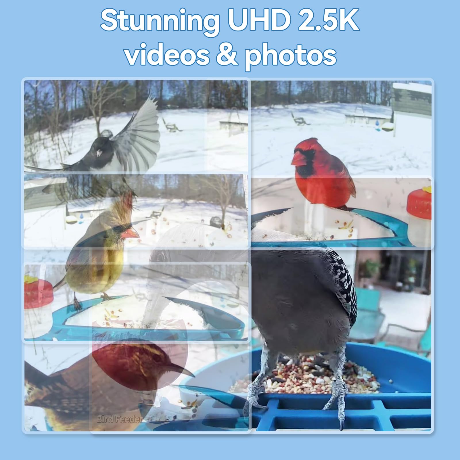 Leapbird Bird Arrival Alerts keep you posted when new visitors arrive at the feeder.