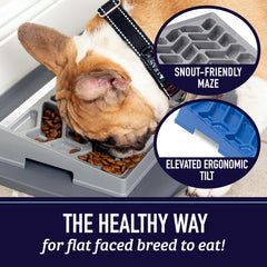 Leash Boss tilted maze bowl encourages mindful eating for dogs.