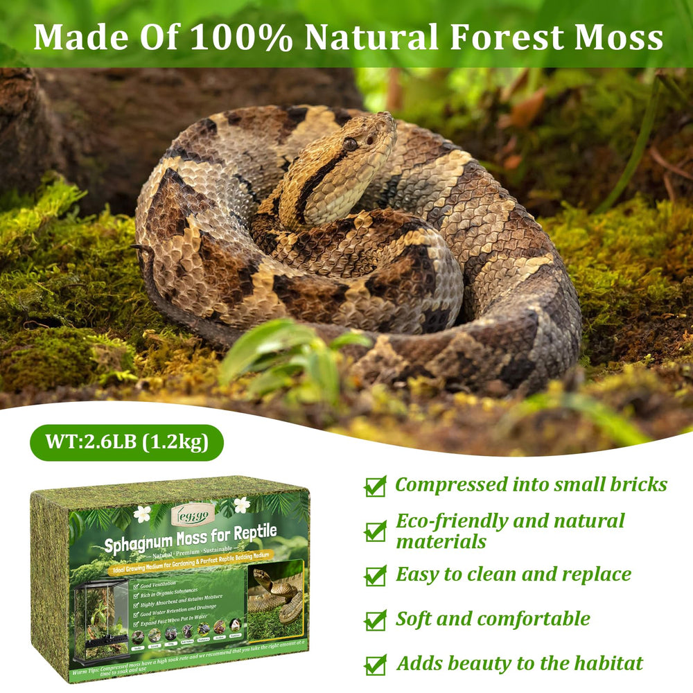 Legigo moss deodorizes terrarium via odor absorption for a fresher habitat