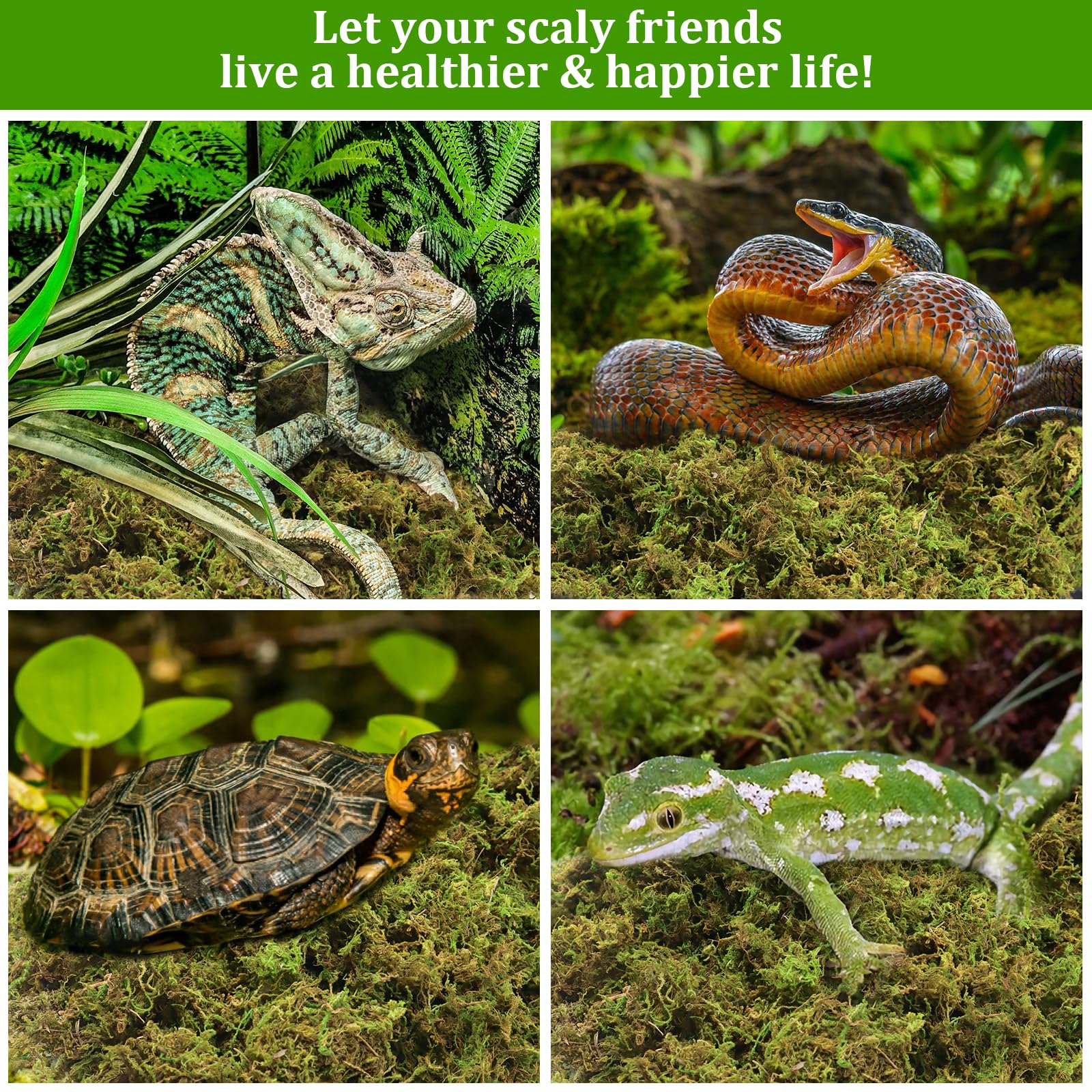 Legigo small-pets bedding moss provides soft, absorbent substrate