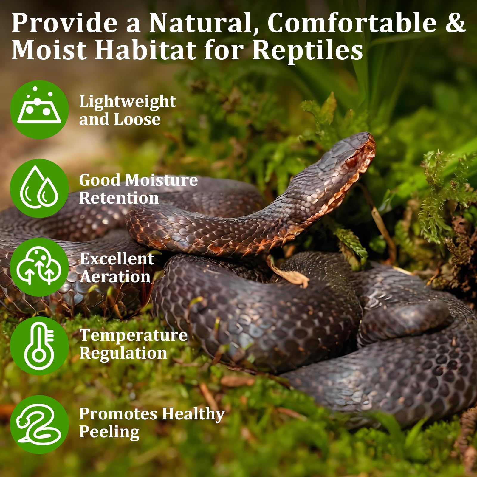 Legigo moss spread in terrarium provides natural humidity and soft bedding