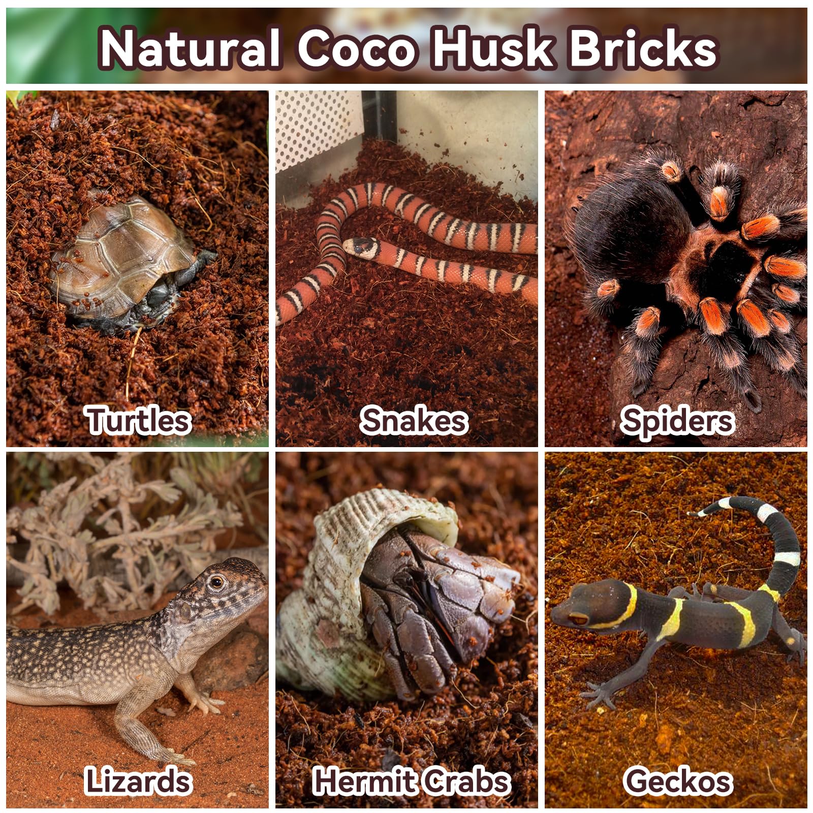 Legigo odorless substrate helping keep enclosure clean and fresh.