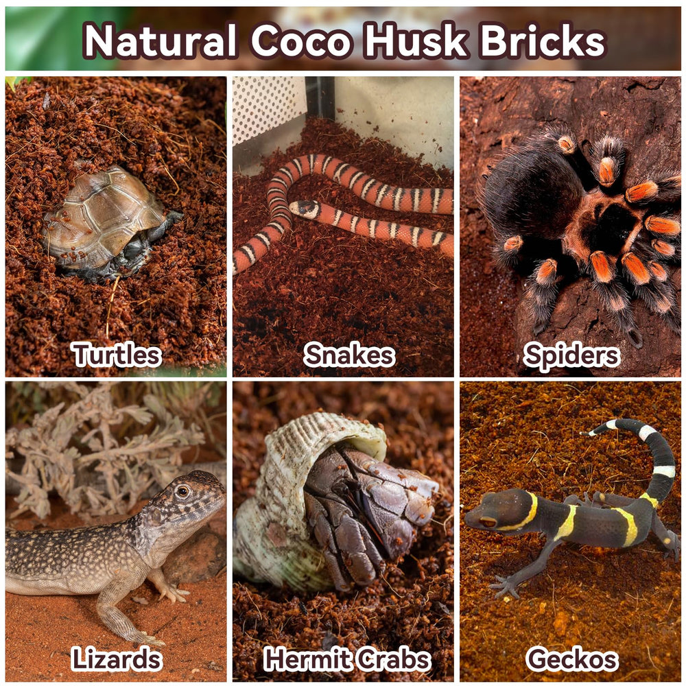 Legigo odorless substrate helping keep enclosure clean and fresh.