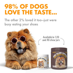 LEGITPET dog eating soft chews showing easy administration and flavor appeal.