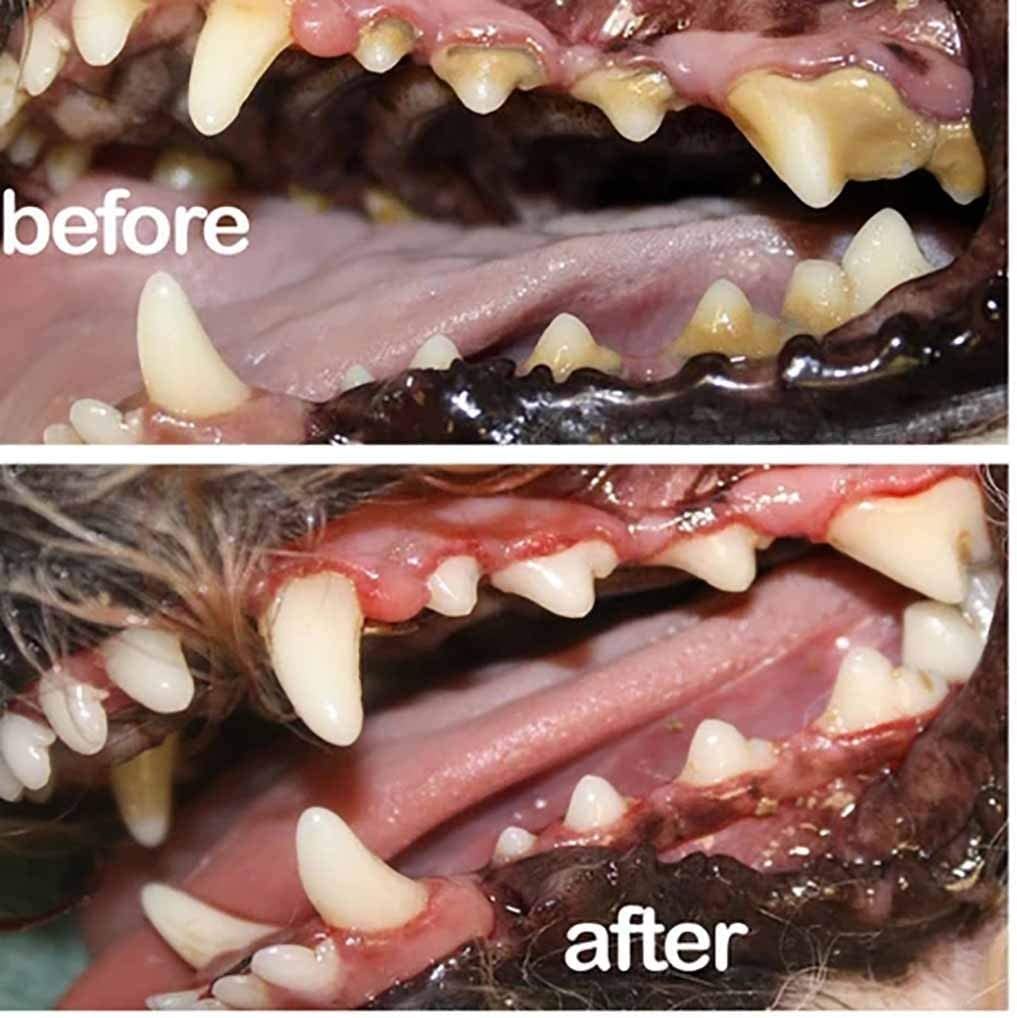 LeMall Petry spray applied to a dog's mouth to freshen breath