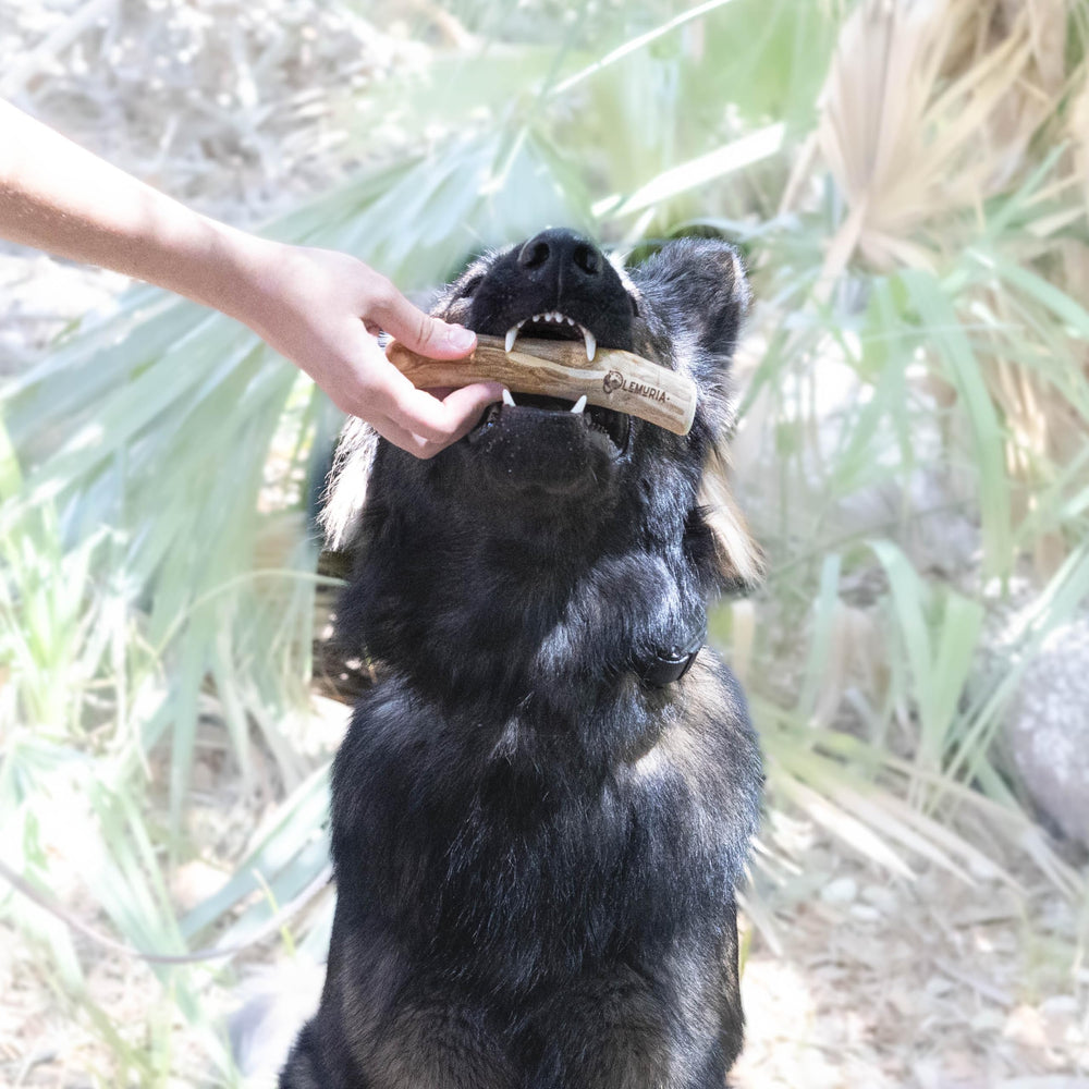Lemuria Coffee Wood Dog Chew Stick durable material built for heavy chewers