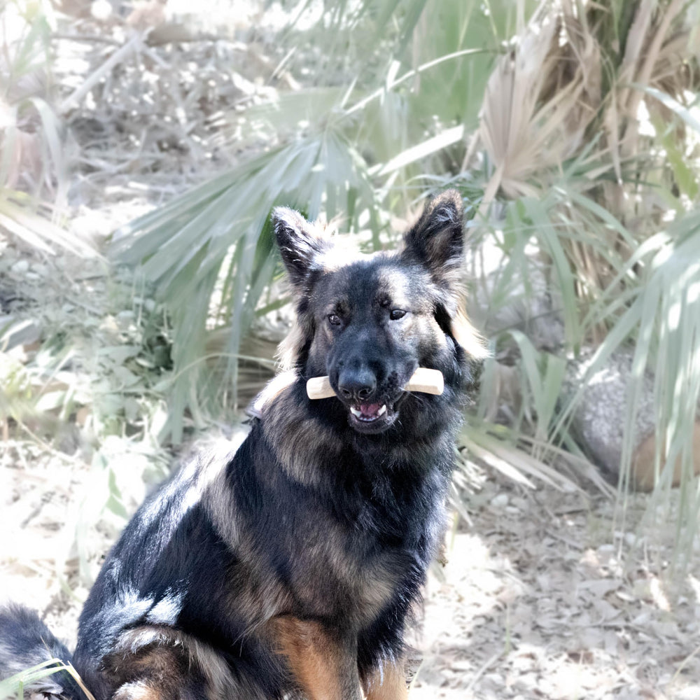 Lemuria Coffee Wood Dog Chew Stick natural wood environmentally friendly chew