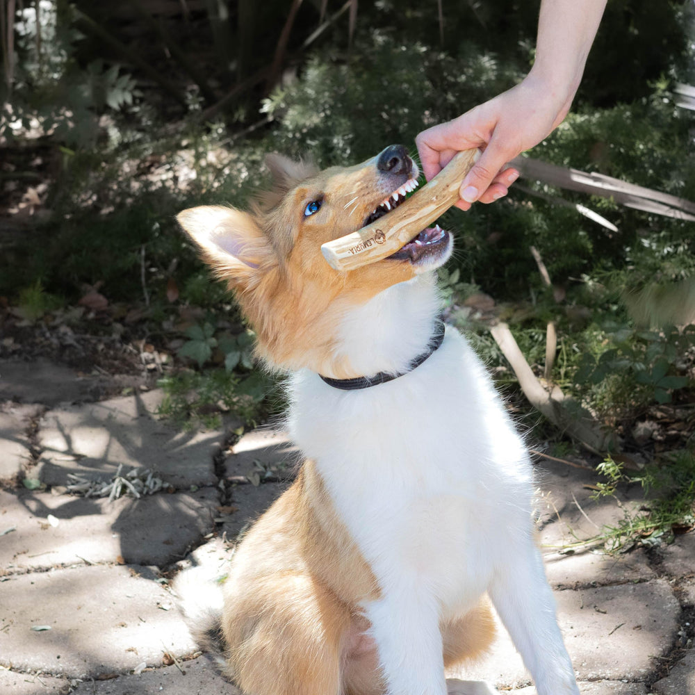 Lemuria Coffee Wood Dog Chew Stick eco-friendly sourcing from Vietnamese wood