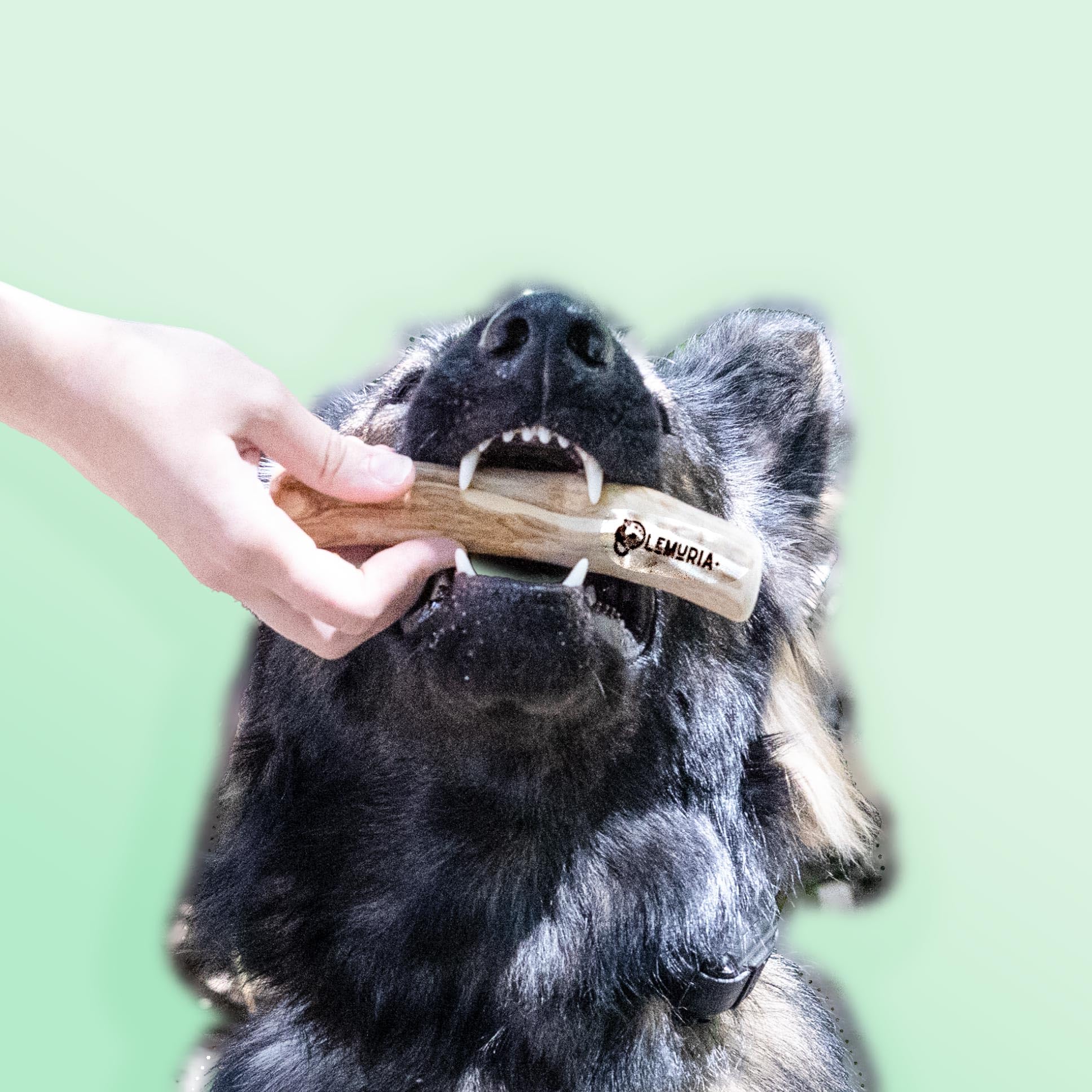 Lemuria eco-friendly dog chew sticks encourage preventive chewing over furniture damage