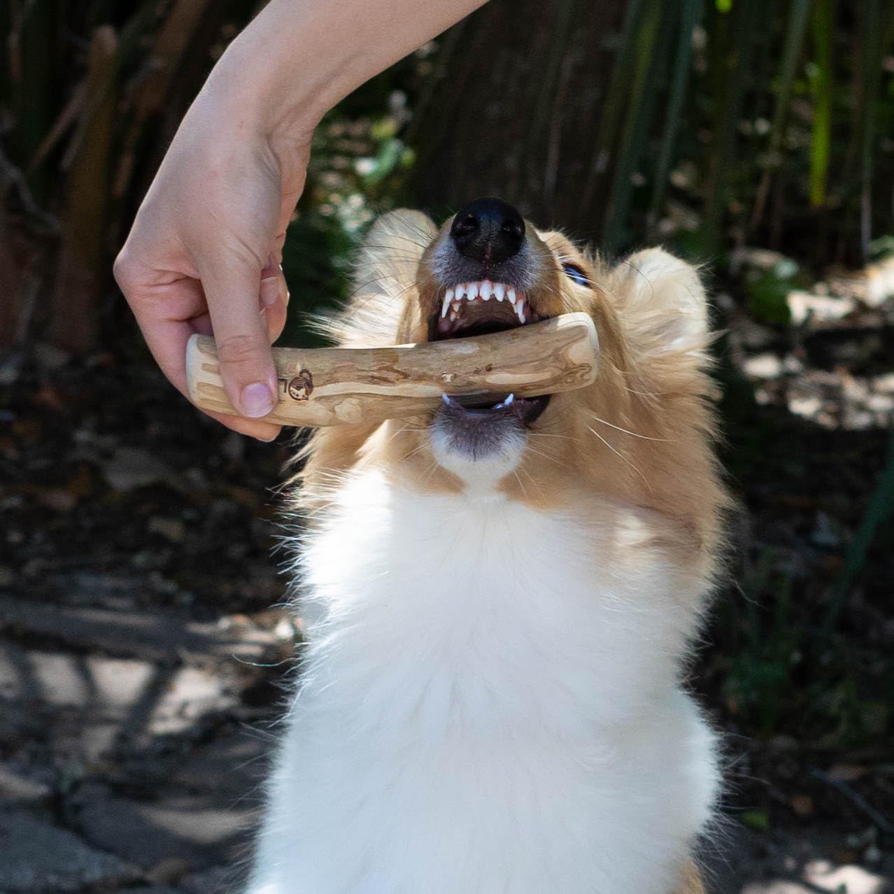 Lemuria safe dental cleaning chews help reduce surface buildup during daily chews