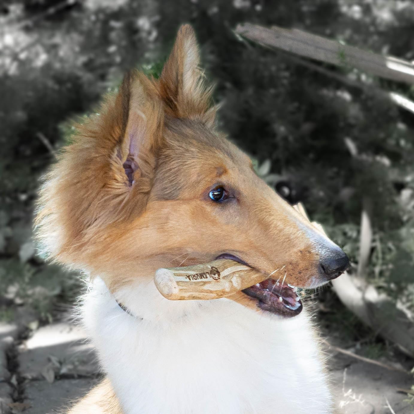 Lemuria stress relief toy for dogs supporting healthy chewing habits