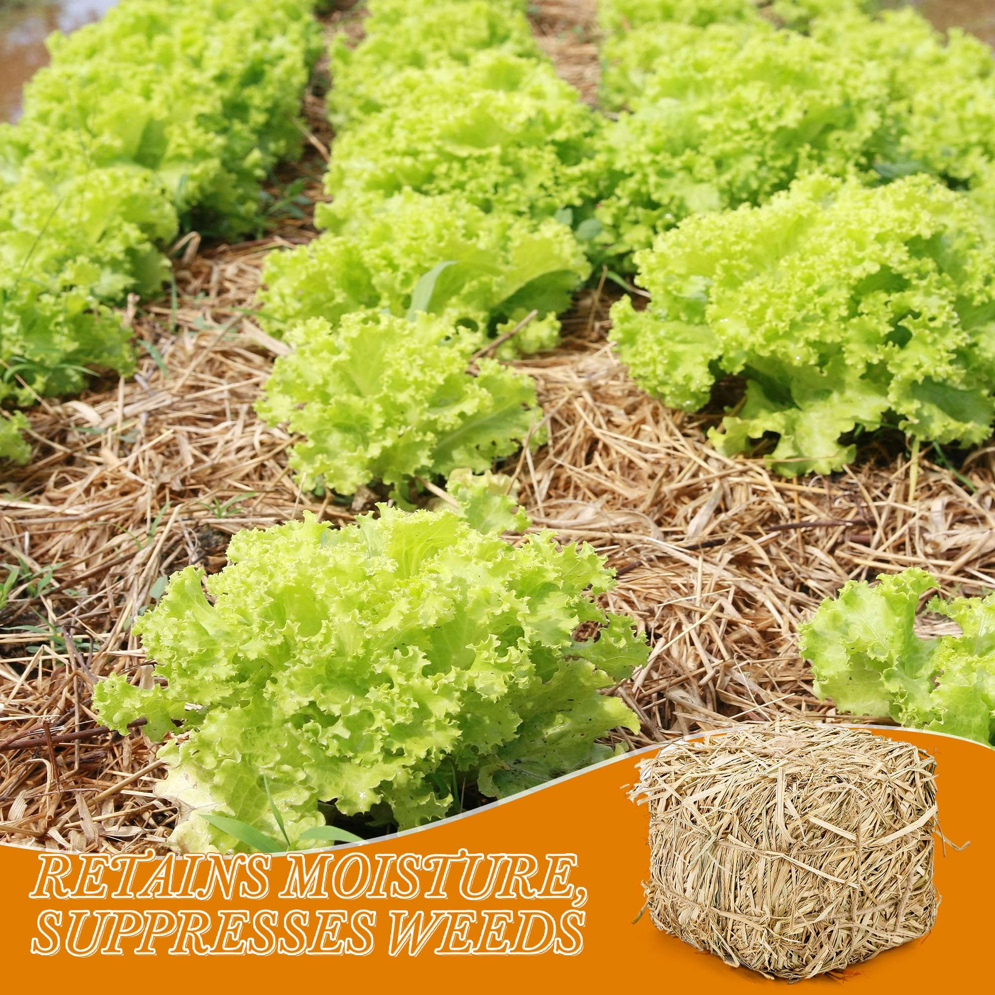 Lengba 8x8x8 soft, dry straw bale offers compact, comfortable bedding