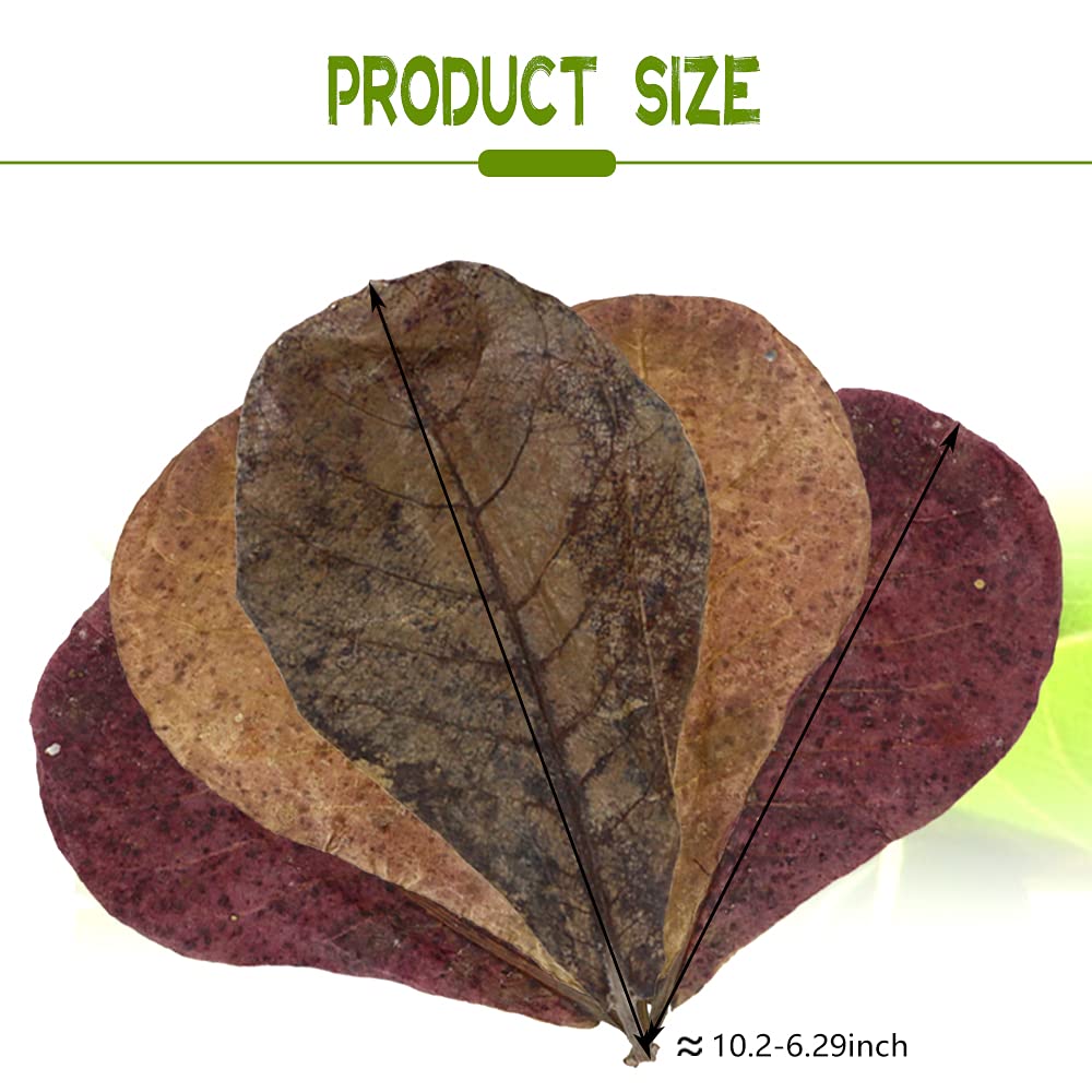 LeonBach catappa leaves 5-8 inch size, natural decor for betta and shrimp tanks.