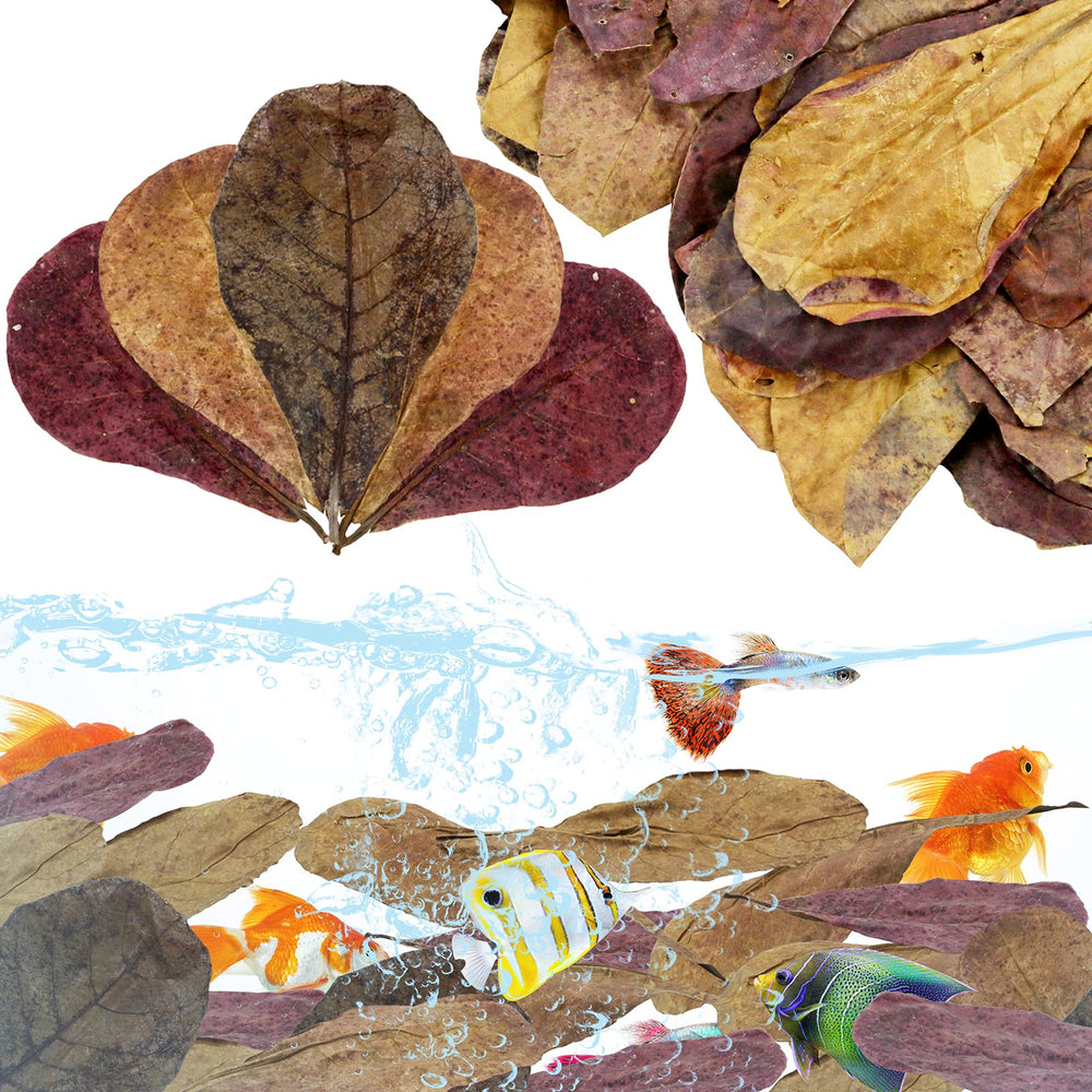 LeonBach catappa leaves pack 250g for aquariums, natural habitat and gentle water tint.