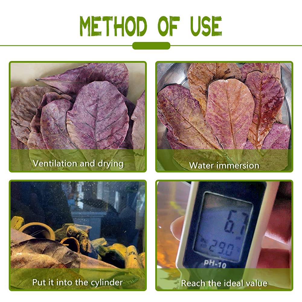 LeonBach Indian almond leaves enhancing tank aesthetics and subtle tannin tint.