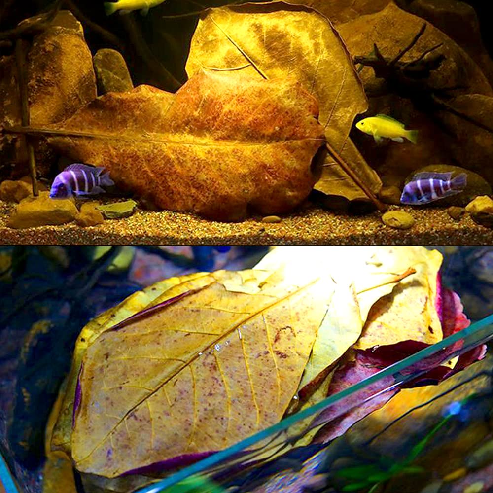 LeonBach Indian almond leaves, a safe natural decor for aquarium setups.