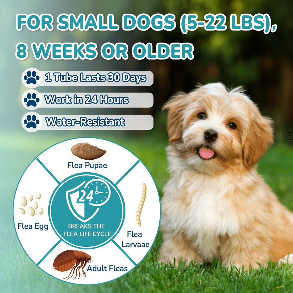 Lerqua fast-acting drops deliver action within 24 hours on small dogs.