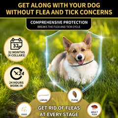 Lerqua four collars provide up to eight months of protection each.