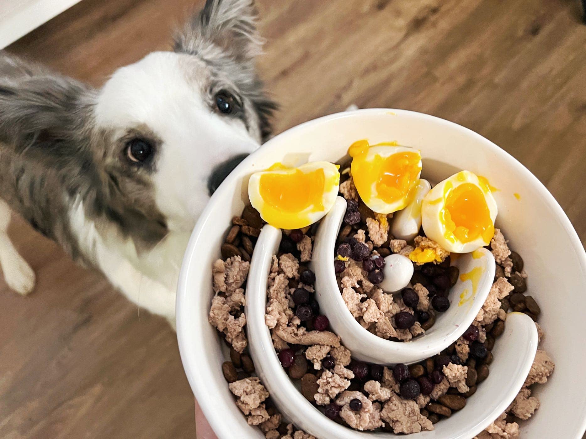 LE TAUCI PET ceramic puzzle bowl highlighting the maze design for mindful eating
