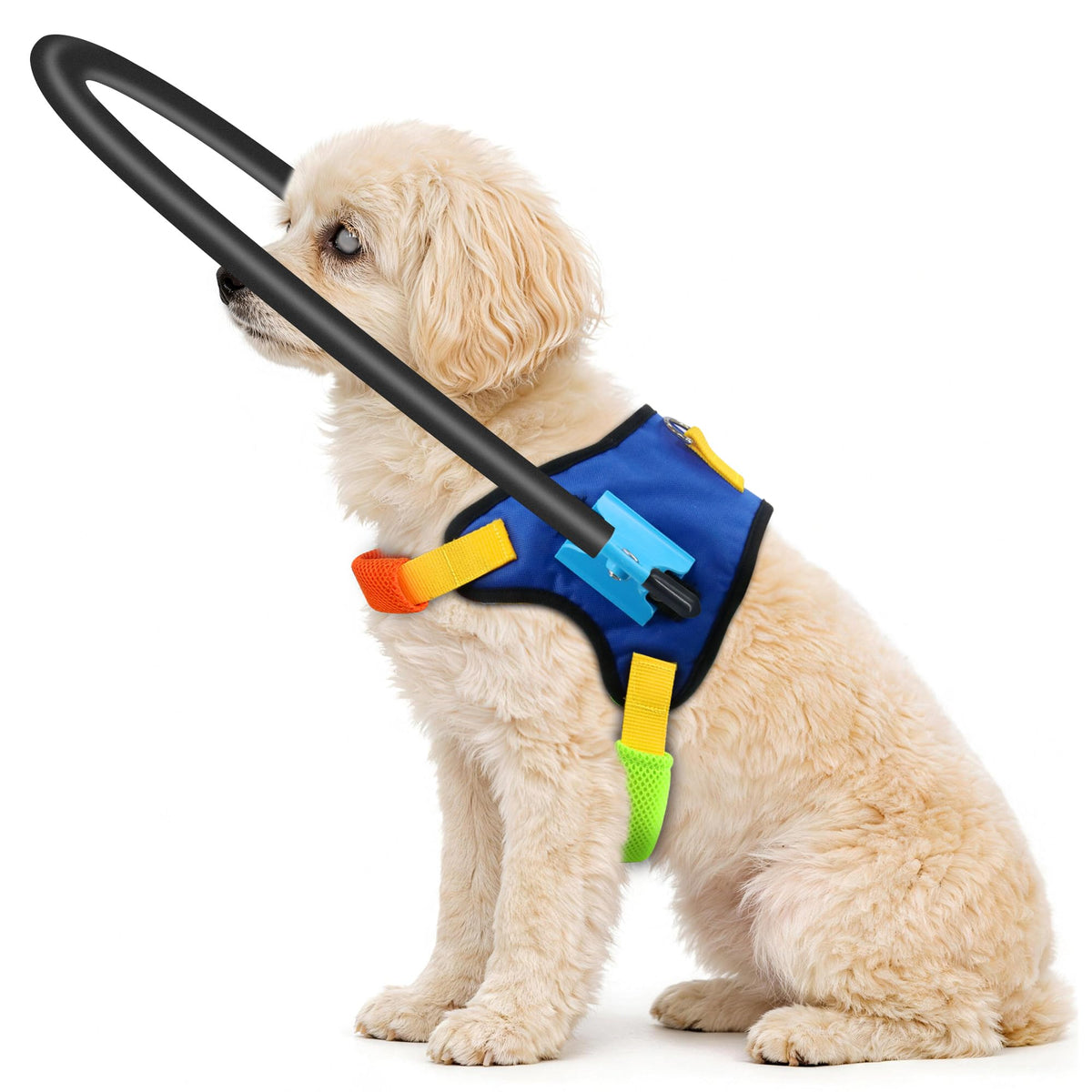 LetPetRun blind dog halo harness front view highlighting the protective halo for safer navigation.