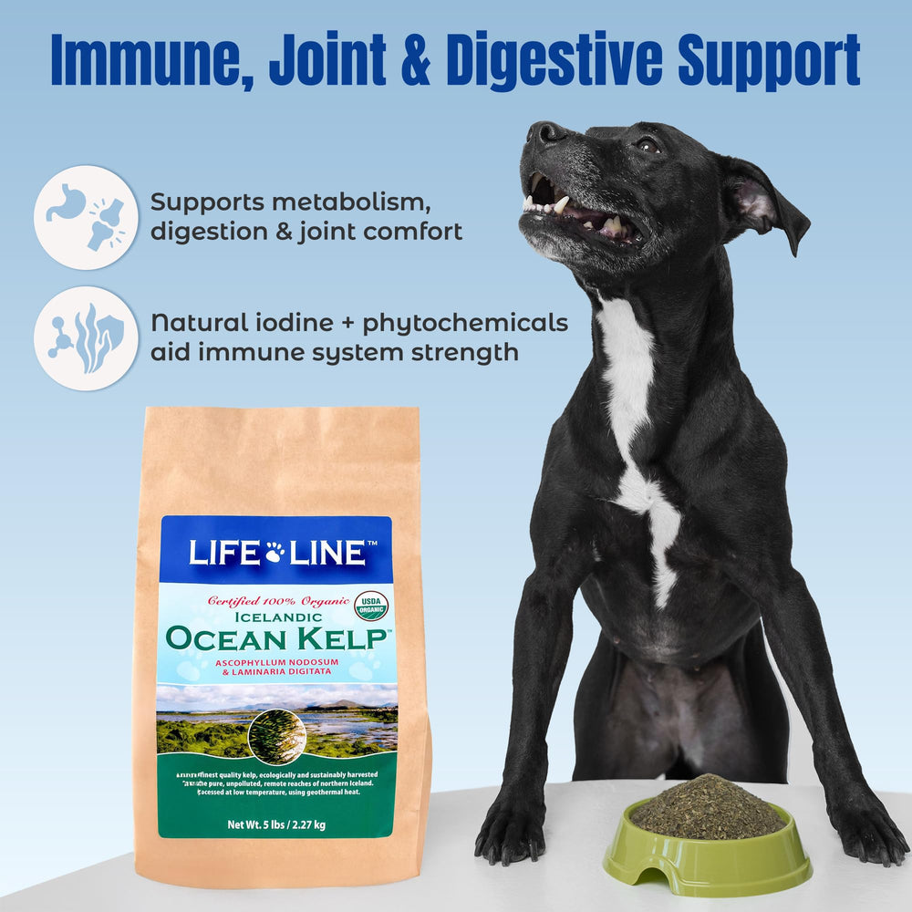 Life Line Organic Ocean Kelp close-up highlighting coat benefits