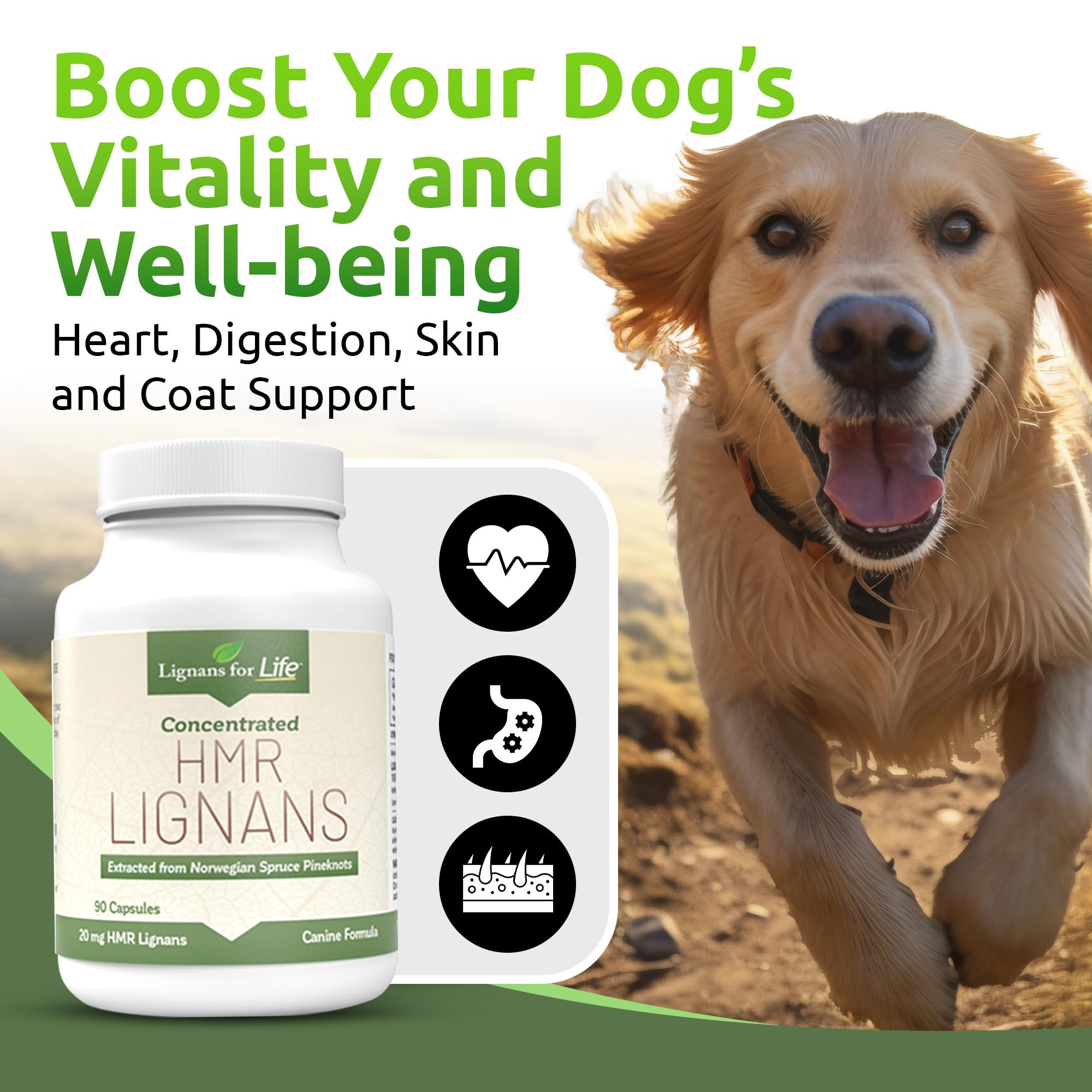 Close-up of Lignans For Life capsules showing premium spruce-based formula