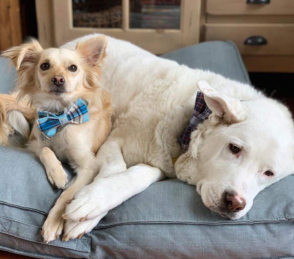 Lionet Paws Bowtie Collar on pet during wedding or photos
