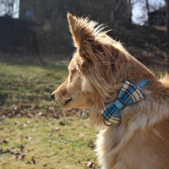 Lionet Paws Adjustable neck range for XS fit