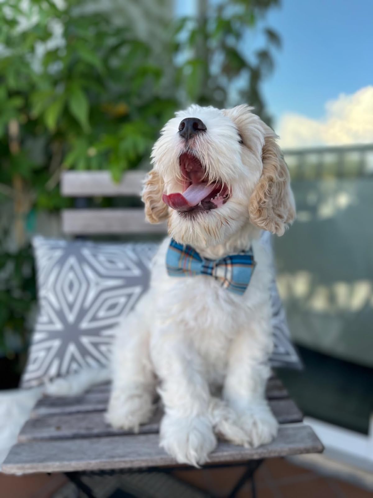 Lionet Paws Cotton fabric collar emphasizes durability for daily wear