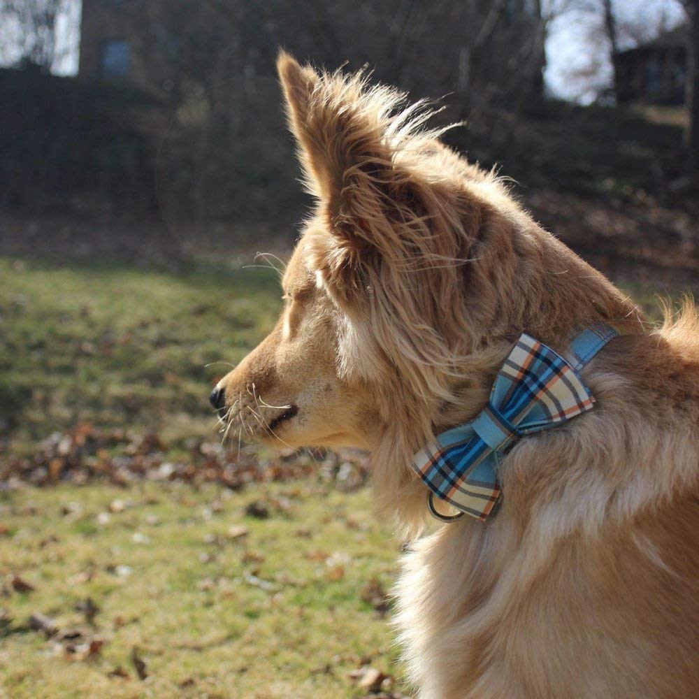 Lionet Paws D-ring leash attachment for secure outdoor walks
