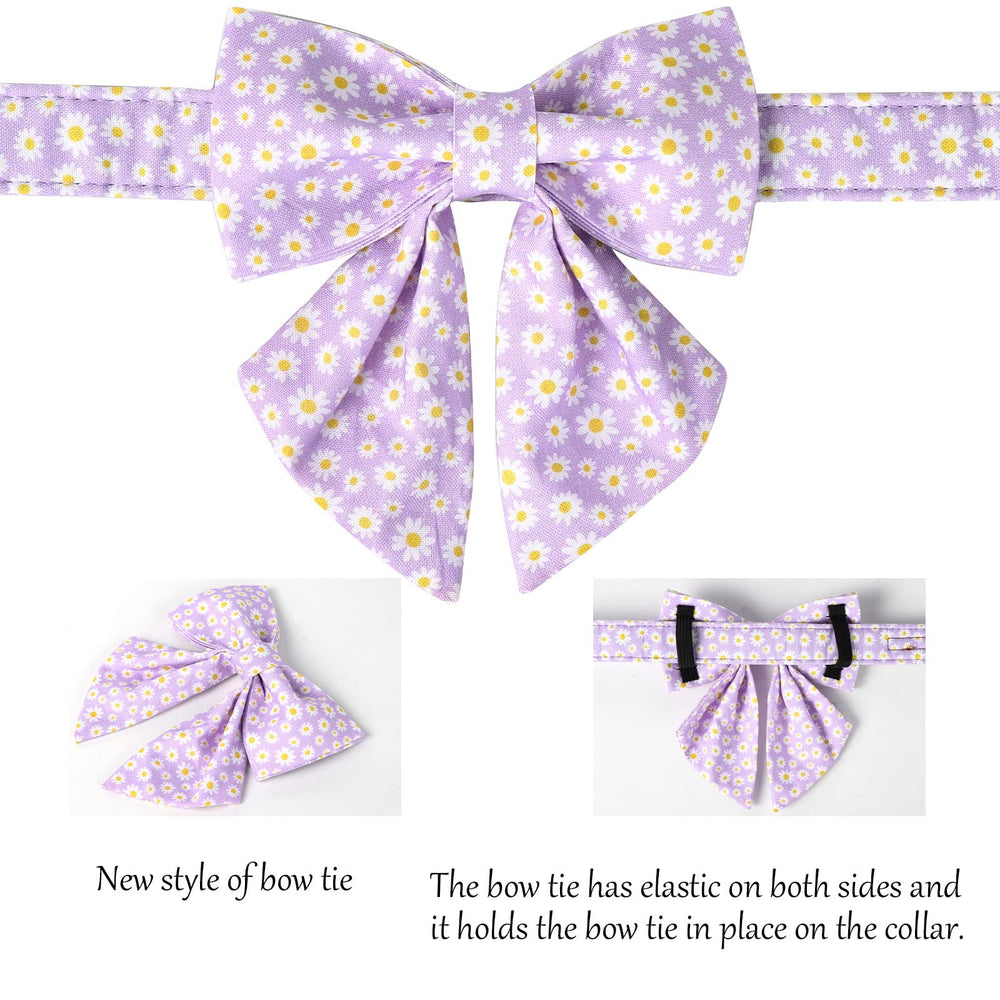 Lionet Paws daisy-pattern collar adds cheerful flair for spring walks.