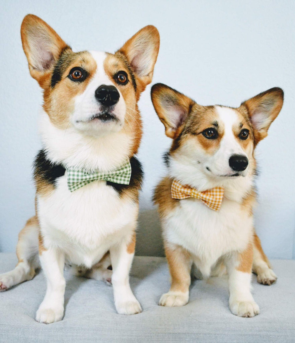 Lionet Paws handmade pattern collar, unique style for special occasions