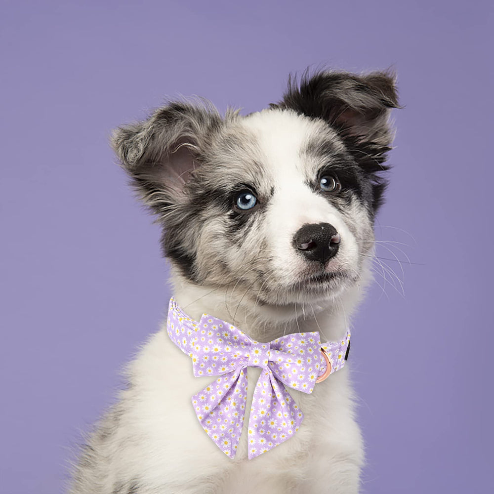 Lionet Paws soft cotton collar for comfortable daily wear.