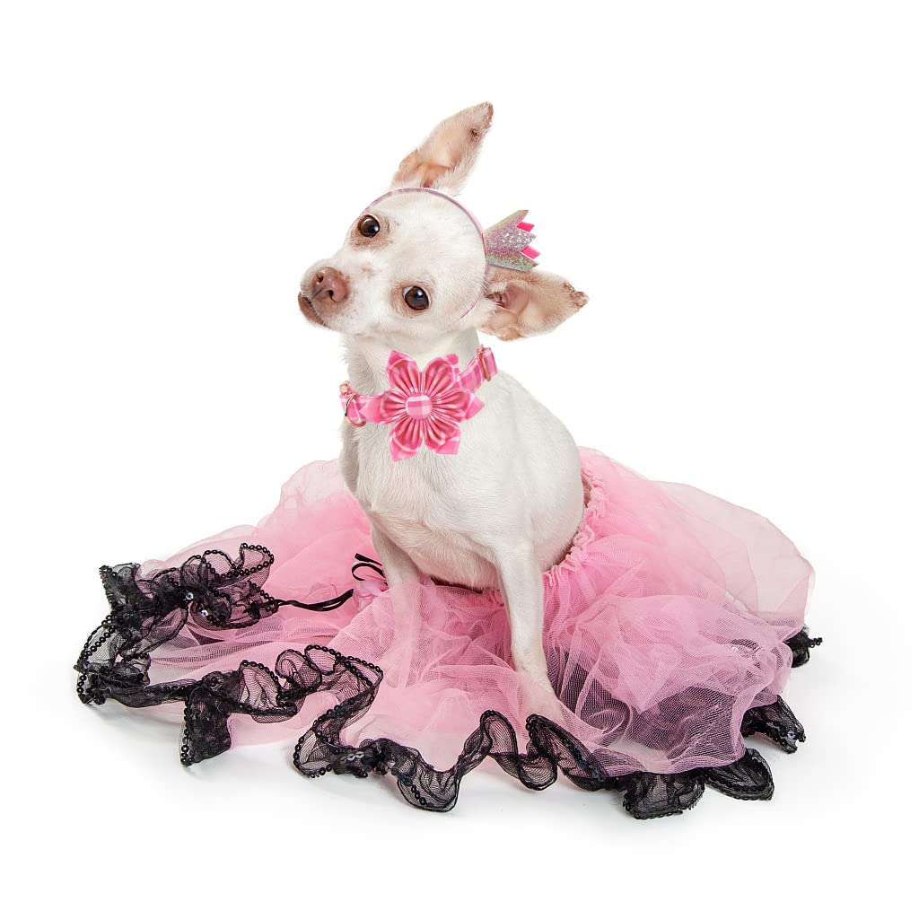 Lionheart Glory floral pattern on dog collar enhances style