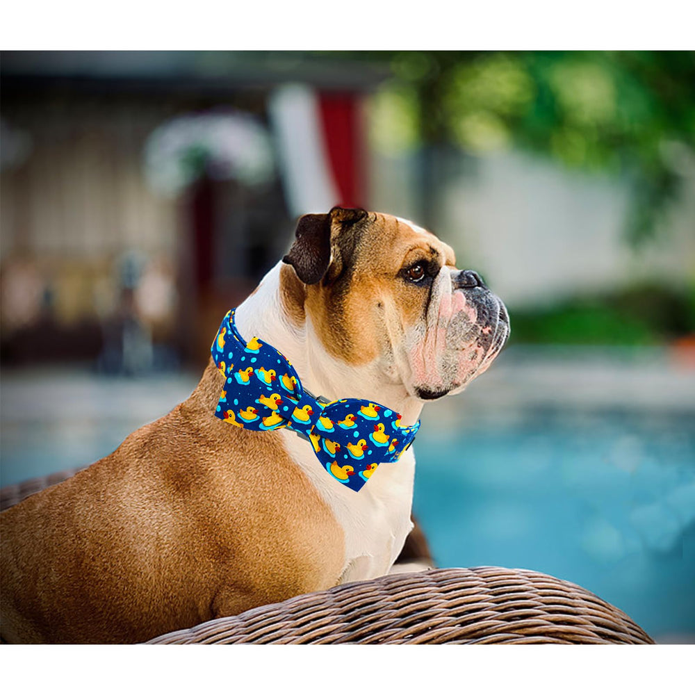 Lionheart Glory dog bow collar makes a charming gift ready option for pet lovers.