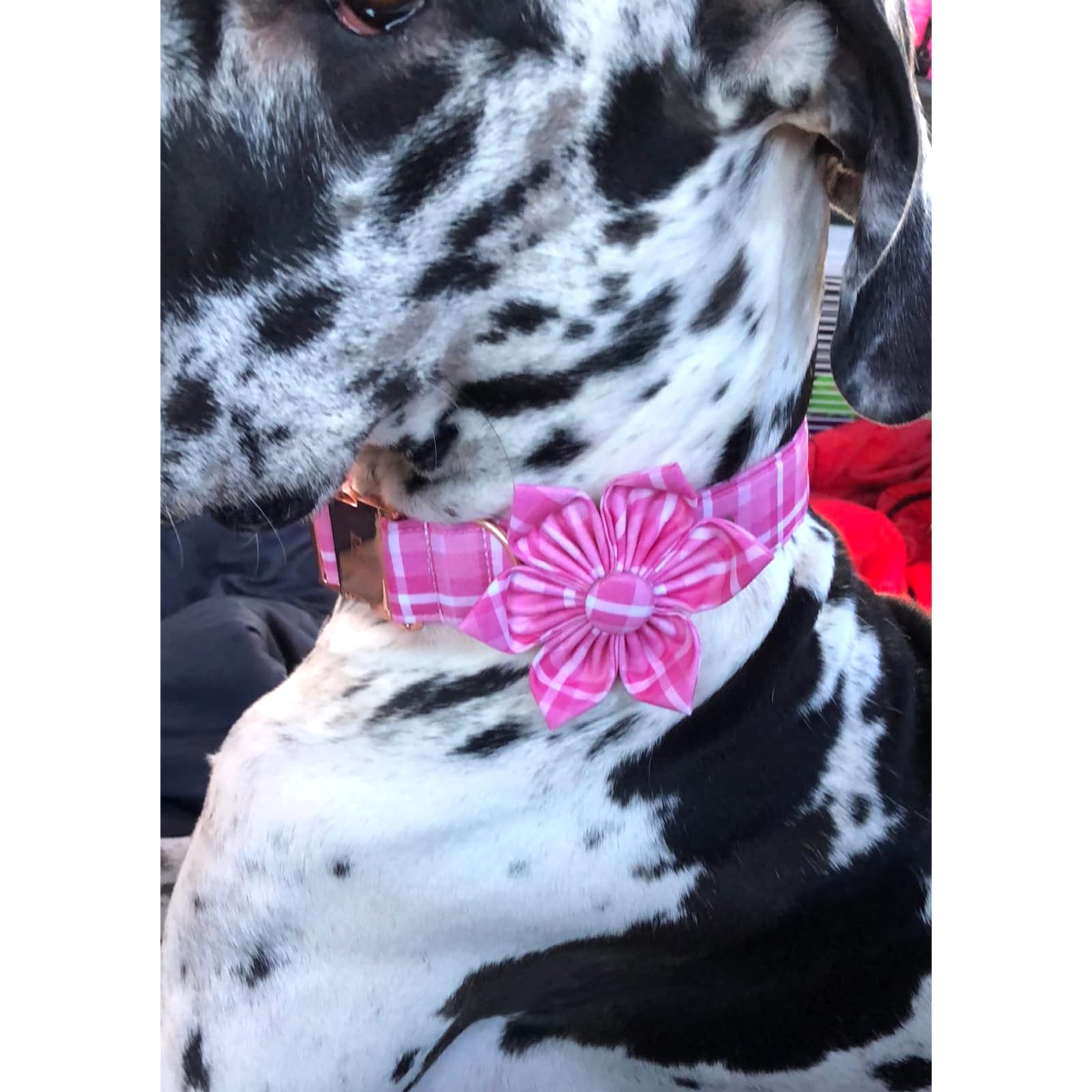 Lionheart Glory welded D-ring for strong leash attachment