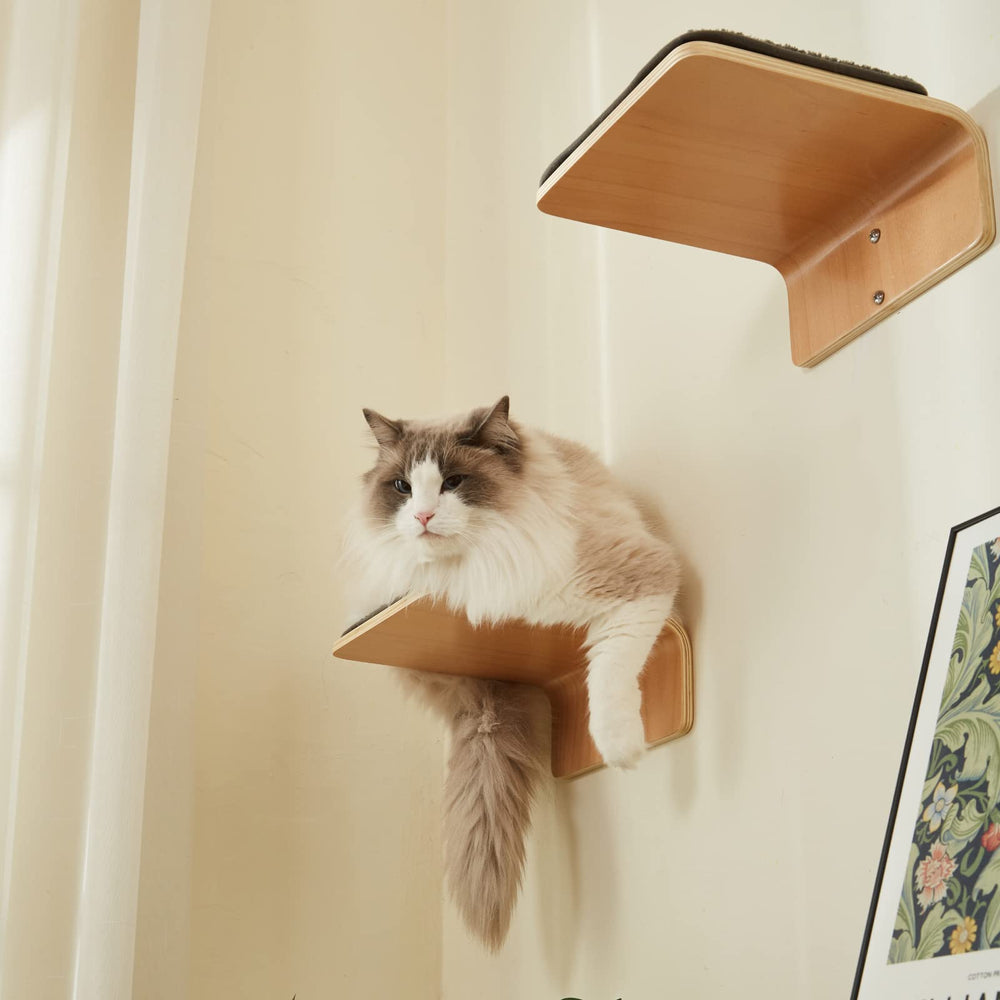 LIORCE cat enjoying the wall-perch for jumping and lounging.