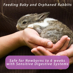 Liovsiso fed baby rabbit showing healthy growth with milk replacer