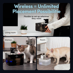 LIPPUP motion sensor activated flow encourages cat drinking