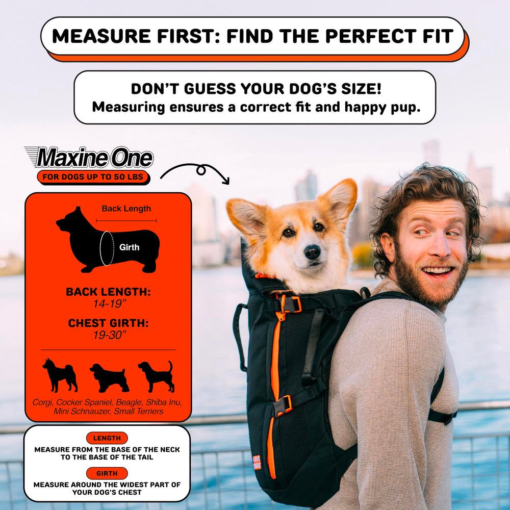Little Chonk Maxine back view carrier illustrating rigid frame for posture