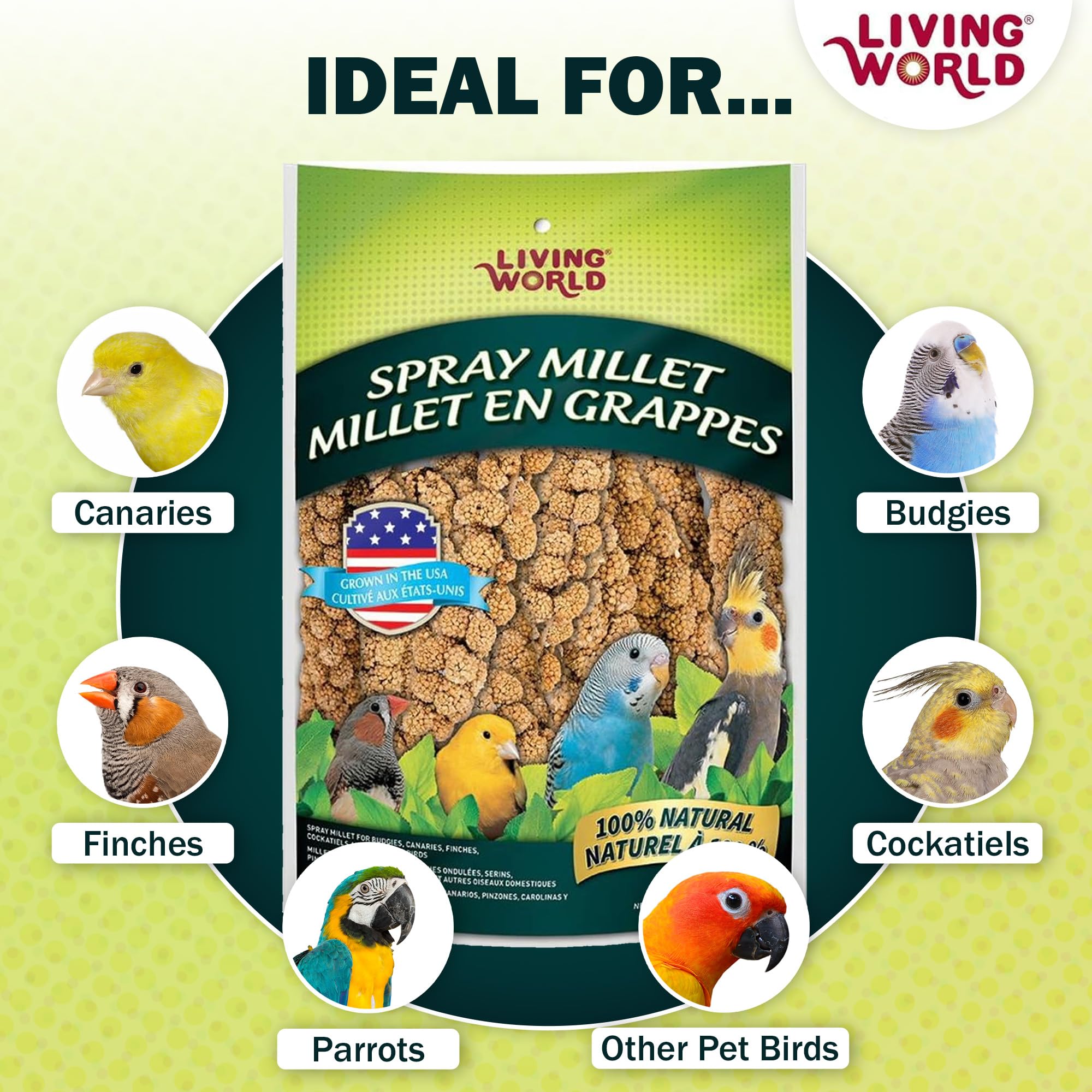 Parakeet feeding on Living World Spray Millet for enrichment