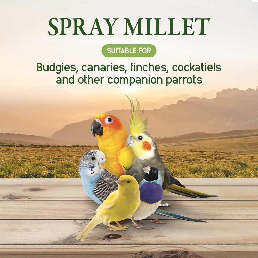 Living World Spray Millet encourages natural foraging and interactive feeding time.