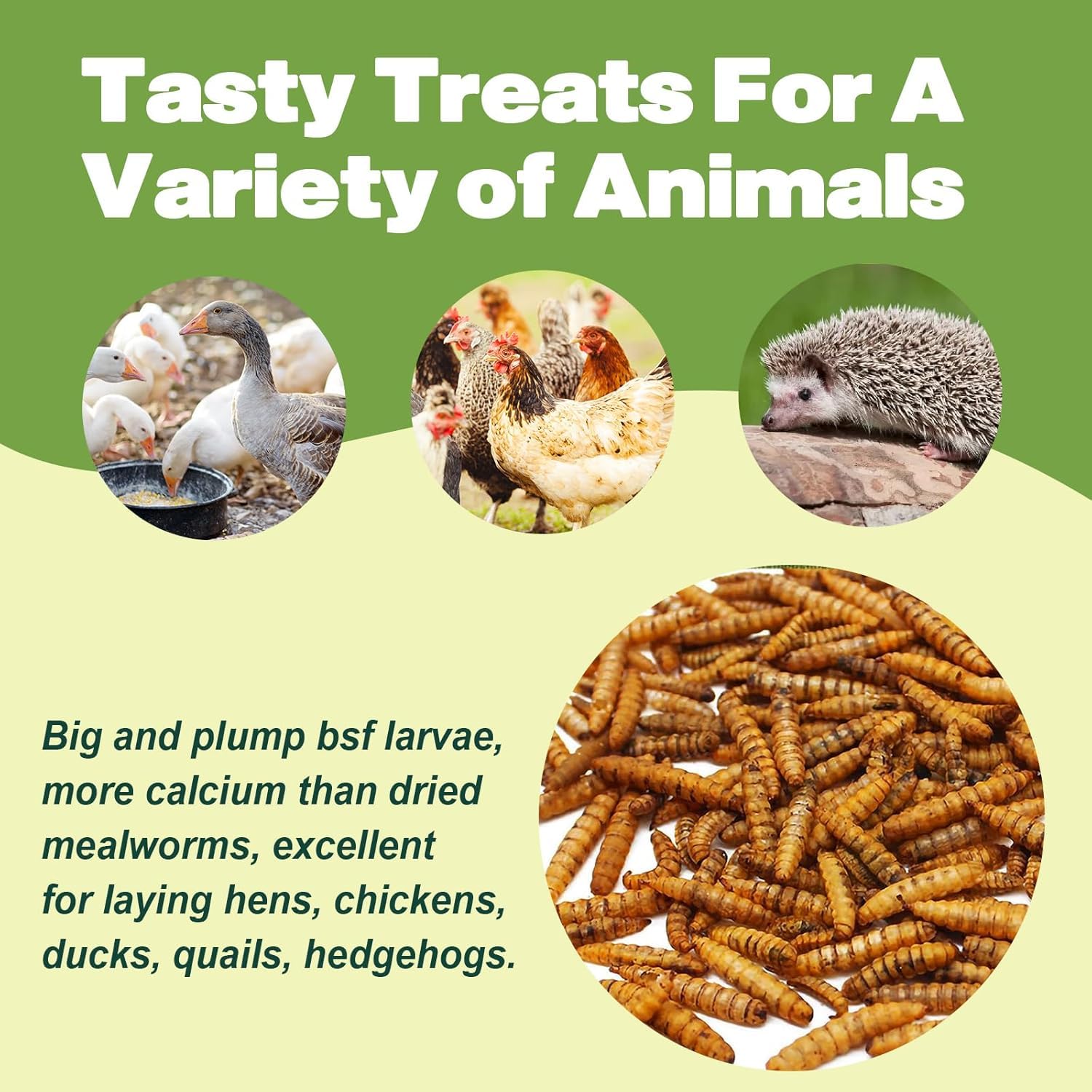 LIWII BSF larvae used for reptiles and amphibians in a balanced diet.