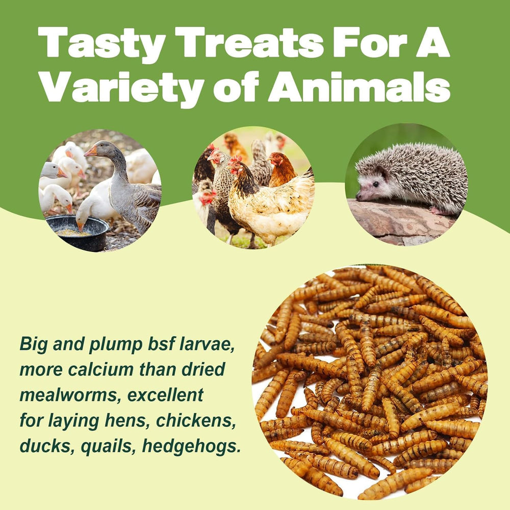 LIWII BSF larvae used for reptiles and amphibians in a balanced diet.