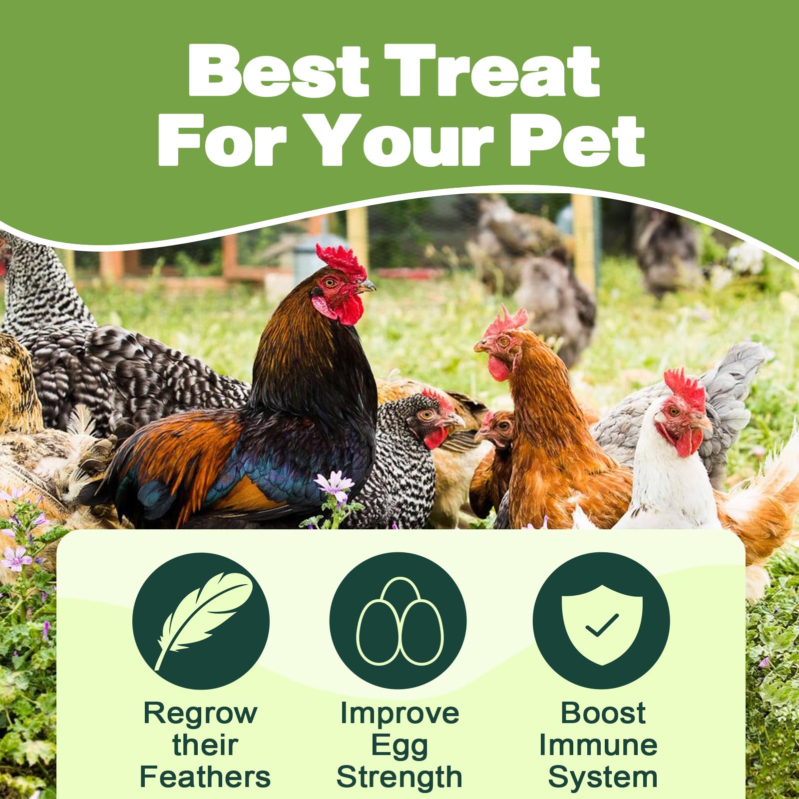 LIWII calcium-rich BSF larvae; supports strong eggshells and hen health