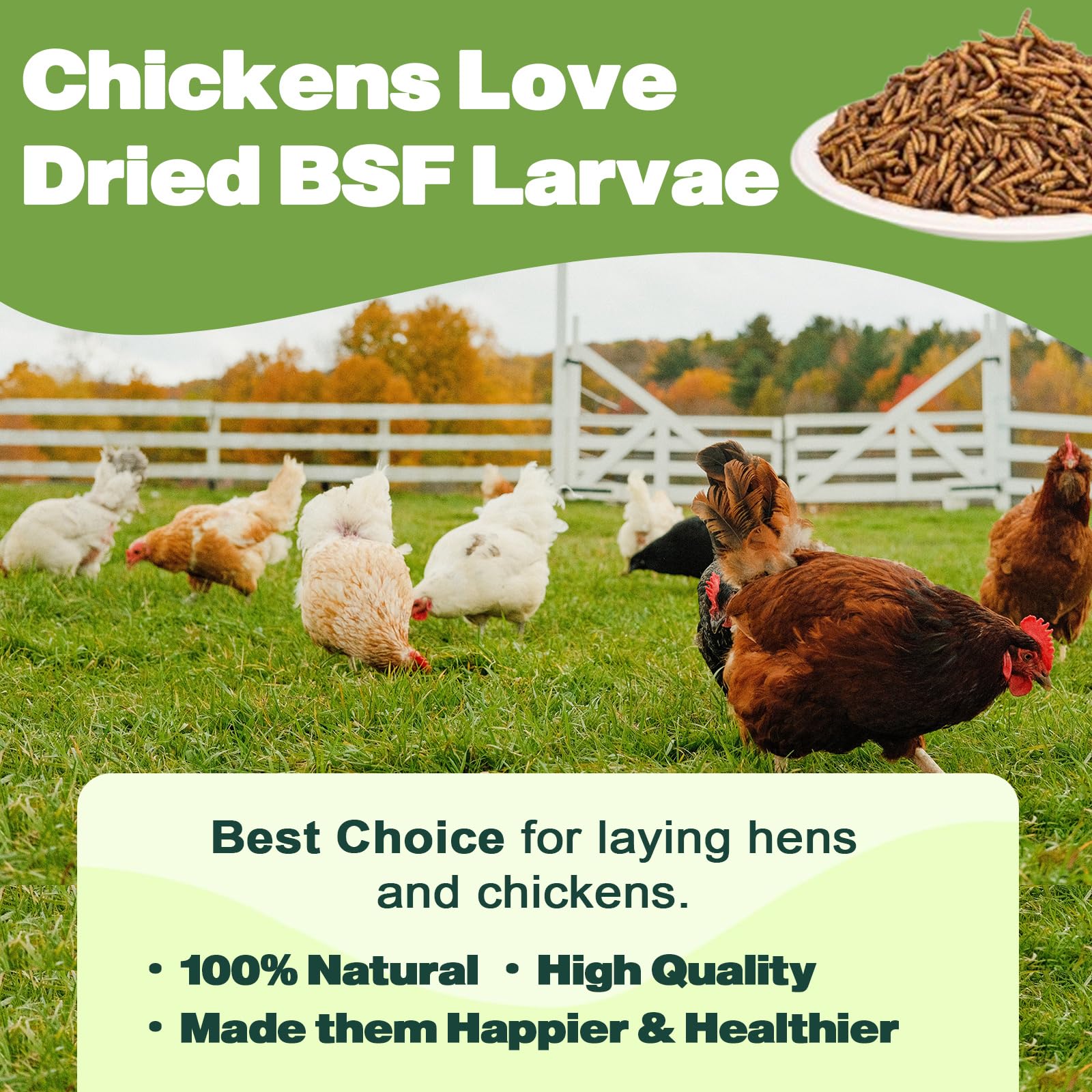 LIWII chicken-egg quality support; BSF larvae as a nutritious feeding option