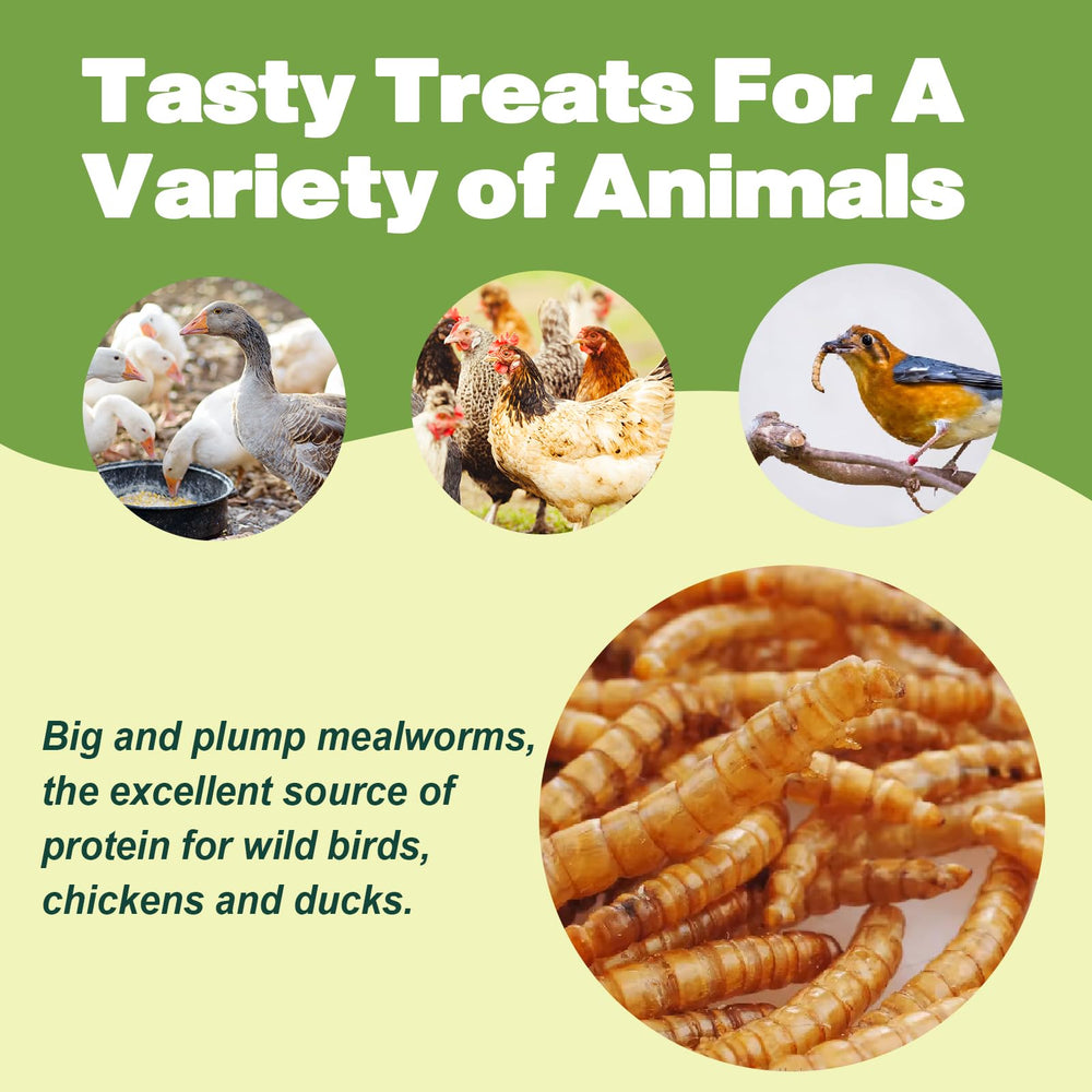 LIWII mealworms for turtles and lizards provide a nutritious snack.