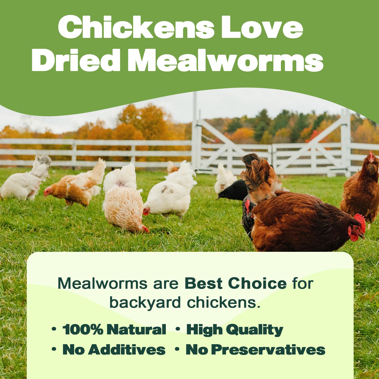 LIWII bulk mealworms support balanced nutrition for small pets.