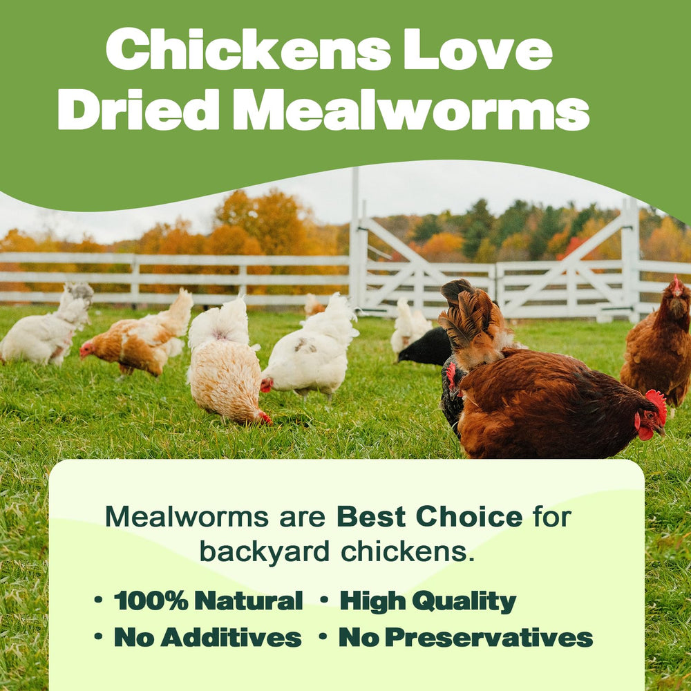 LIWII bulk mealworms support balanced nutrition for small pets.